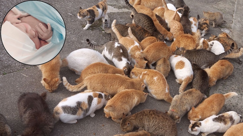 आपल्या आजूबाजूला कुत्रा, मांजरी असे प्राणी असतात. पण माणसांसमोर त्यांची संख्या कमीच. पण तुम्हाला वाचून आश्चर्य वाटेल एक असं गाव जिथं माणसांपेक्षा मांजरांचीच संख्या जास्त आहे. जिथं पाहावं तिथं मांजरीच मांजरी दिसतील. मांजरांची संख्या इतकी या गावाला मांजरांचं गाव म्हणायला हरकत नाही. अशा या मांजरांच्या गावात आता माणसाचं बाळ जन्माला आलं आहे. आपल्या आजूबाजूला कुत्रा, मांजरी असे प्राणी असतात. पण माणसांसमोर त्यांची संख्या कमीच. पण तुम्हाला वाचून आश्चर्य वाटेल एक असं गाव जिथं माणसांपेक्षा मांजरांचीच संख्या जास्त आहे. जिथं पाहावं तिथं मांजरीच मांजरी दिसतील. मांजरांची संख्या इतकी या गावाला मांजरांचं गाव म्हणायला हरकत नाही. अशा या मांजरांच्या गावात आता माणसाचं बाळ जन्माला आलं आहे.