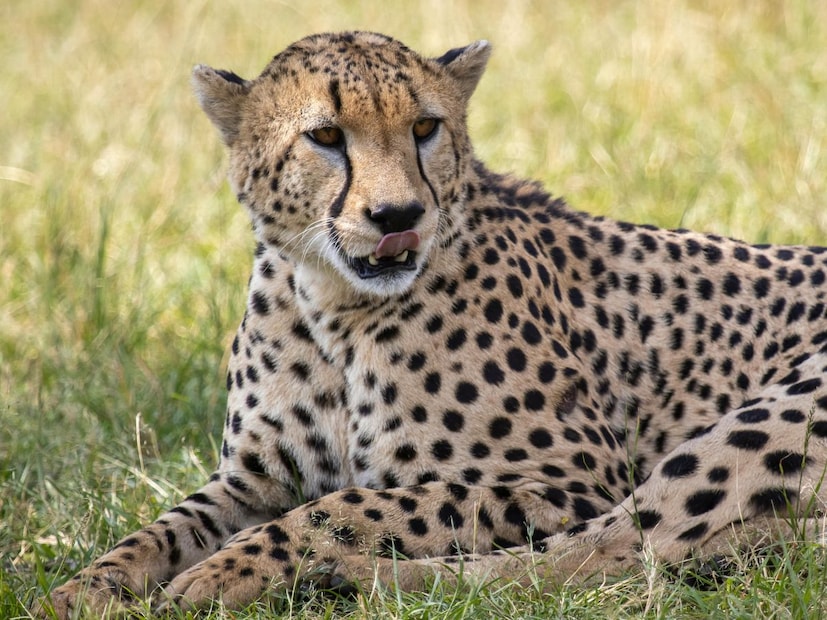 चित्ताच्या डोळ्यांच्या खालून तोंडापर्यंत दोन काळ्या रेषा असतात, ज्यांना 'टियर मार्क्स' (Tear Marks) म्हणतात. हे त्याला उन्हापासून वाचवतात. हा दिवसा शिकार करतो आणि थकल्यामुळे शिकार केल्यानंतर त्याला धाप लागते. चित्ता झाडांवर चढत नाही आणि Acinonyx jubatus हे त्याचं वैज्ञानिक नाव आहे.