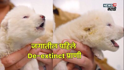 72,000 साल बाद Dire Wolf की वापसी! विलुप्त प्रजाति को DNA से किया गया पुनर्जीवित.