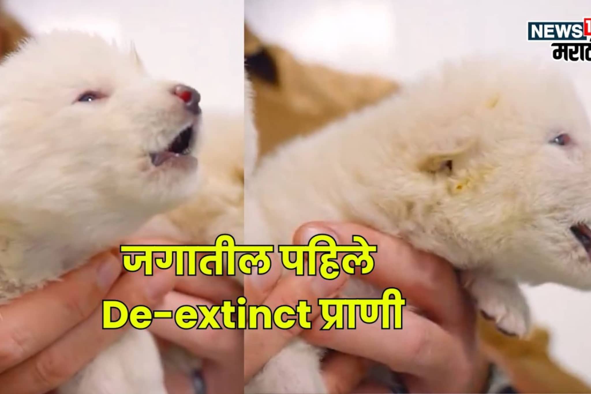 नष्ट झालेल्या प्राण्याला पुन्हा जिवंत केले; Dire Wolf पृथ्वीवर परतले