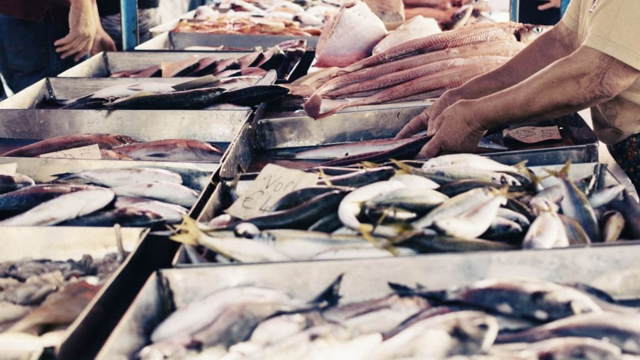 Fish : हे मासे खाताना जपूनच! आहेत चविष्ट, पण बनवताना छोटी चूक आणि थेट मृत्यूच