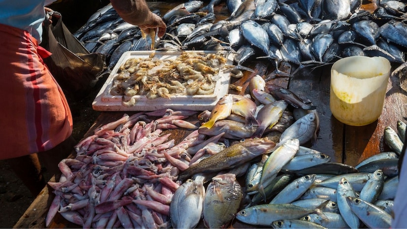 पूर्व अटलांटिक आणि भूमध्यसागरात आढळणारा सालेमा पोर्गी नावाचा मासाही असाच. त्याला बोलीभाषेत ड्रिमफिश म्हणून ओळखलं जातं. या माशाचं विशेषतः डोकं खाल्ल्याने विचित्र आवाज ऐकू येऊ शकतात आणि भयानक दृश्ये अनुभवता येतात. ही नशा एलएसडी या ड्रग्जसारखीच आहे. वैज्ञानिक भाषेत याला इचथियोअ&#x200d;ॅलीनोटॉक्सिझम म्हणतात.