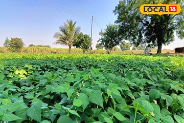 शेतकऱ्यानं धाडसं दाखवलं, सव्वा एकरमध्ये केली घेवडा शेती, वर्षाला 3 लाख कमाई