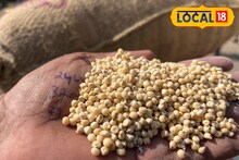 Jowar-Bajra Price Hike: खाशील तर होशील, थंडीत ज्वारीला मागणी वाढली; प्रती क्विंटल 4 हजारापेक्षा जास्त भाव