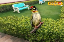 City Bird Amravati : तांबट पक्ष्याला मिळाली अमरावतीची ओळख, सिटी बर्ड घोषित करत महापालिकेने रचला इतिहास