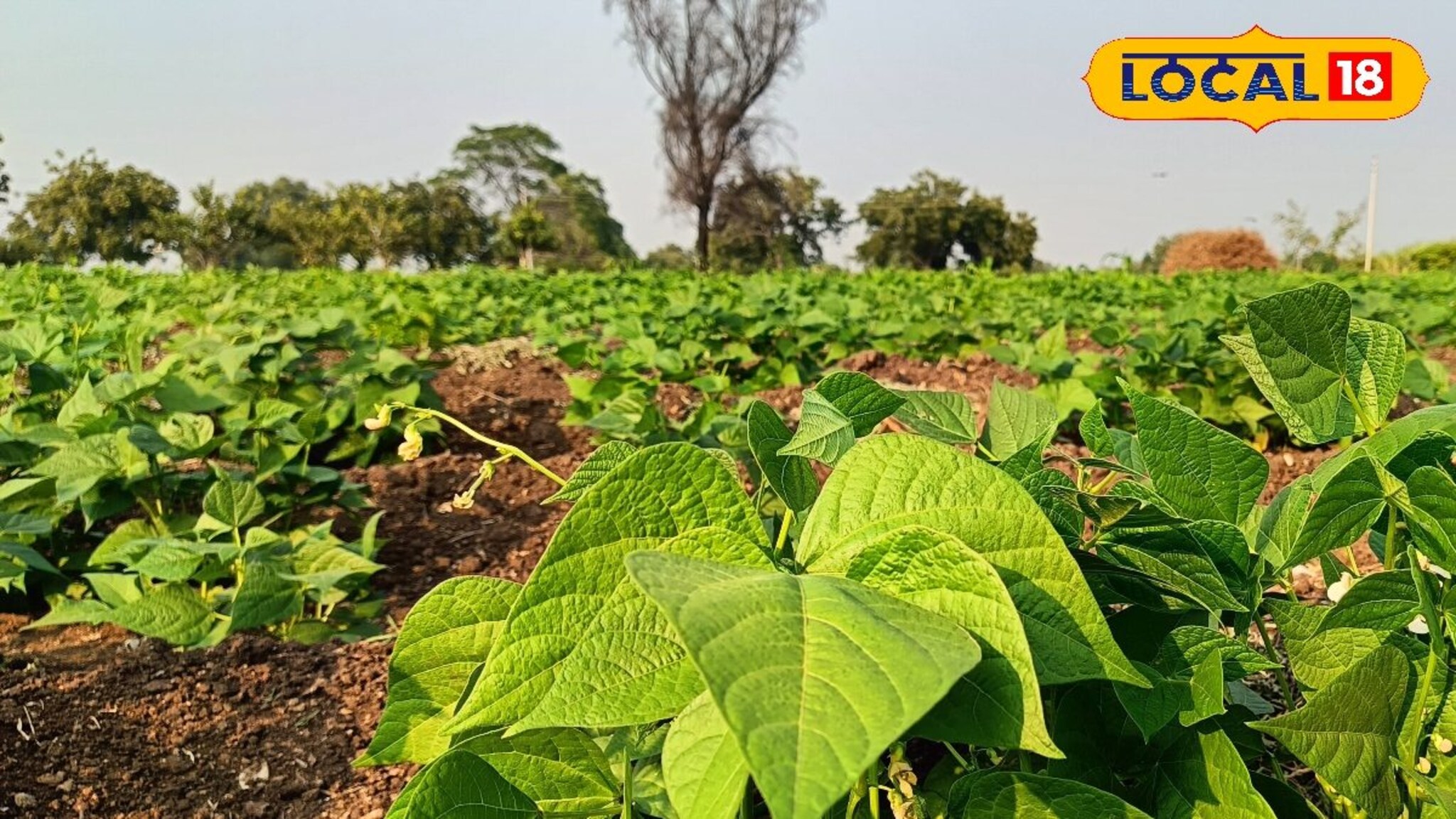 Success Story : शेतकऱ्यानं धाडस दाखवलं, सव्वा एकरमध्ये केली घेवडा लागवड, वार्षिक साडेतीन लाख कमाई