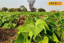 Success Story : शेतकऱ्यानं धाडस दाखवलं, सव्वा एकरमध्ये केली घेवडा लागवड, वार्षिक साडेतीन लाख कमाई