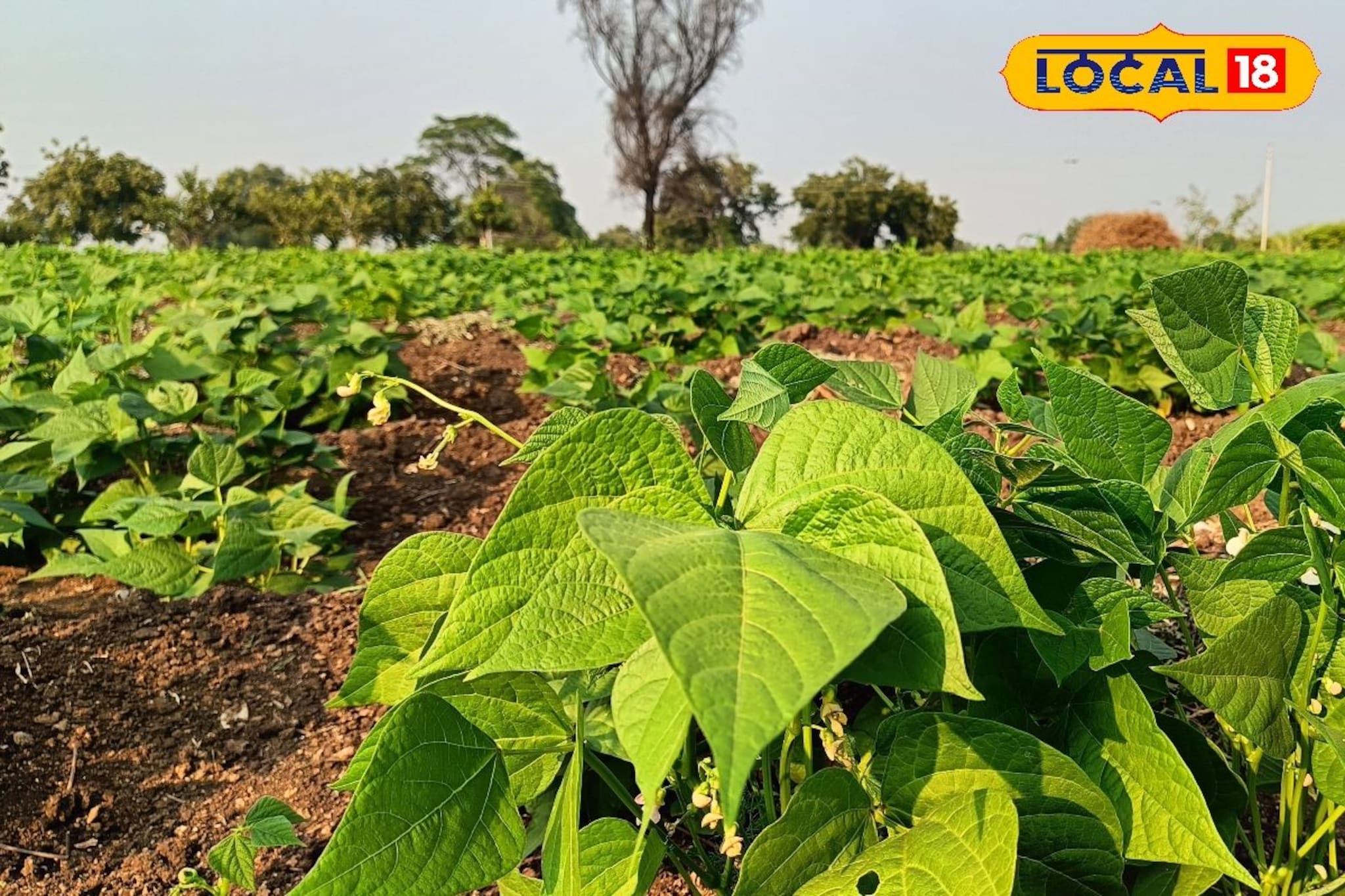 शेतकऱ्यानं धाडस दाखवलं, सव्वा एकरमध्ये केली घेवडा लागवड, साडेतीन लाख कमाई