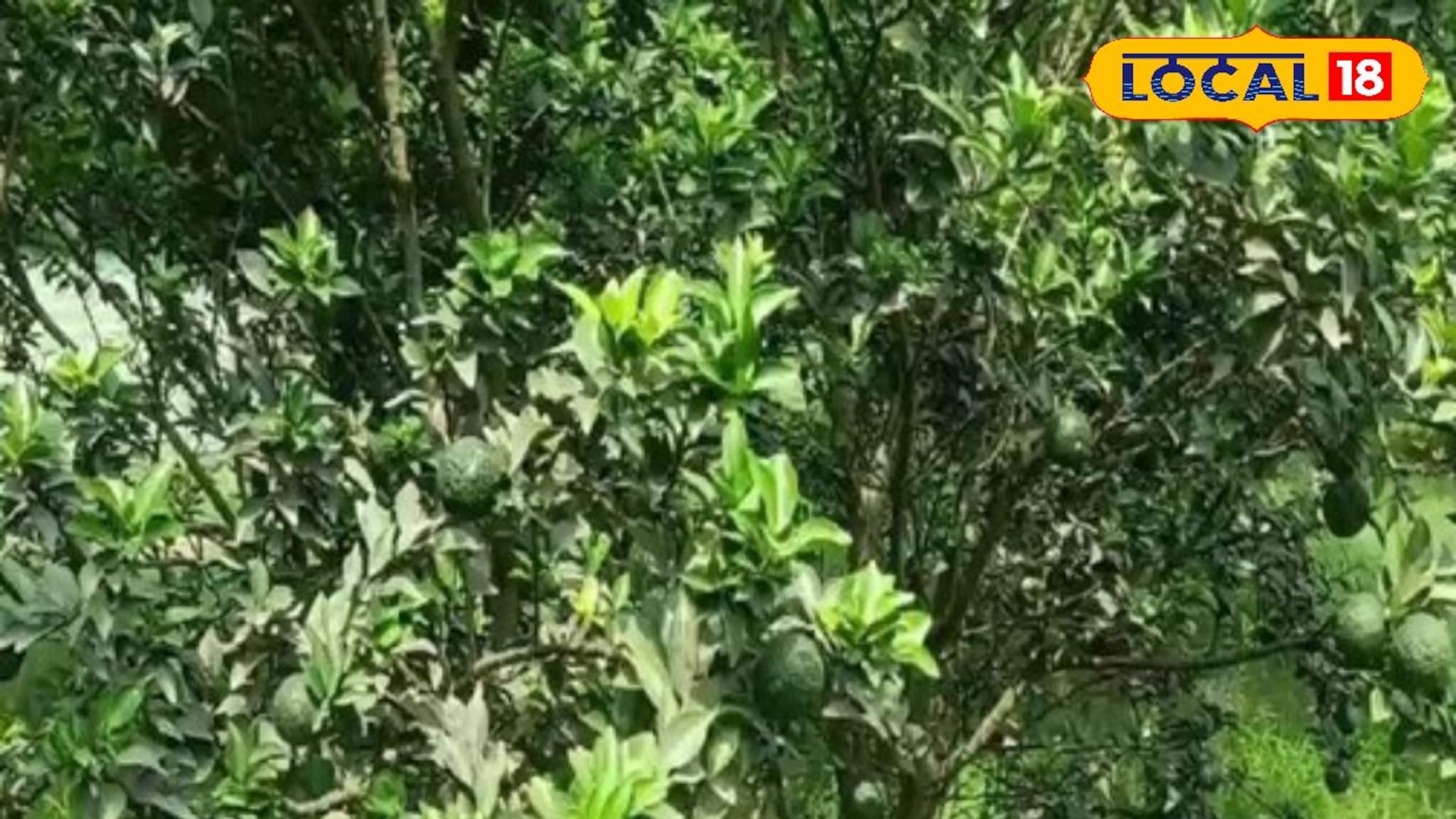 आंबिया बहारासाठी करा झाडे तयार, हिवाळ्यात असं करा संत्रा बागेचं पुनर्नियोजन