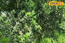 आंबिया बहारासाठी करा झाडे तयार, हिवाळ्यात असं करा संत्रा बागेचं पुनर्नियोजन, तज्ज्ञांचा सल्ला