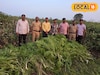 तब्बल 1,00,00,000 रुपयांचा गांजा पकडला, पोलीस त्यांच पुढे काय करतात? Video