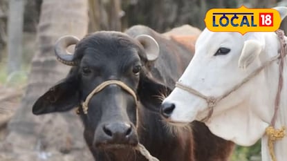 सरकारी योजना सरकारी योजना