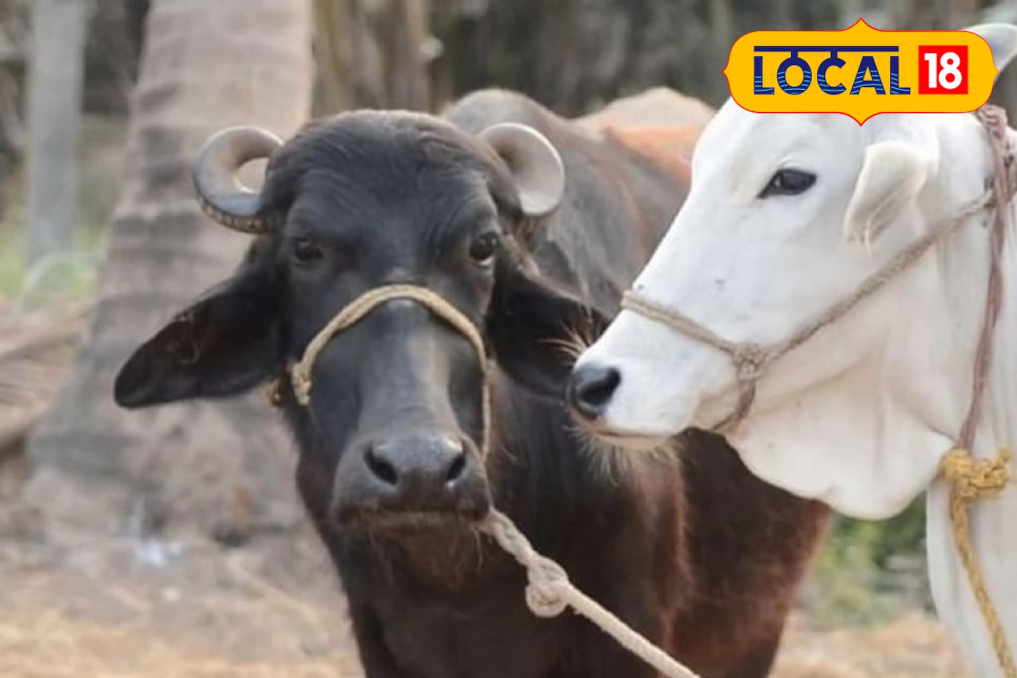 गाय-म्हशीच्या खरेदीसाठी मिळणार 50 टक्के अनुदान, असा करा अर्ज गाय-म्हशीच्या खरेदीसाठी मिळणार 50 टक्के अनुदान, असा करा अर्ज