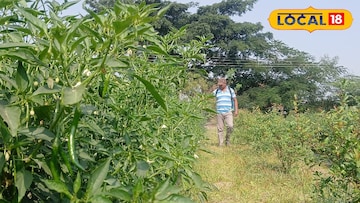 डाळिंबाच्या