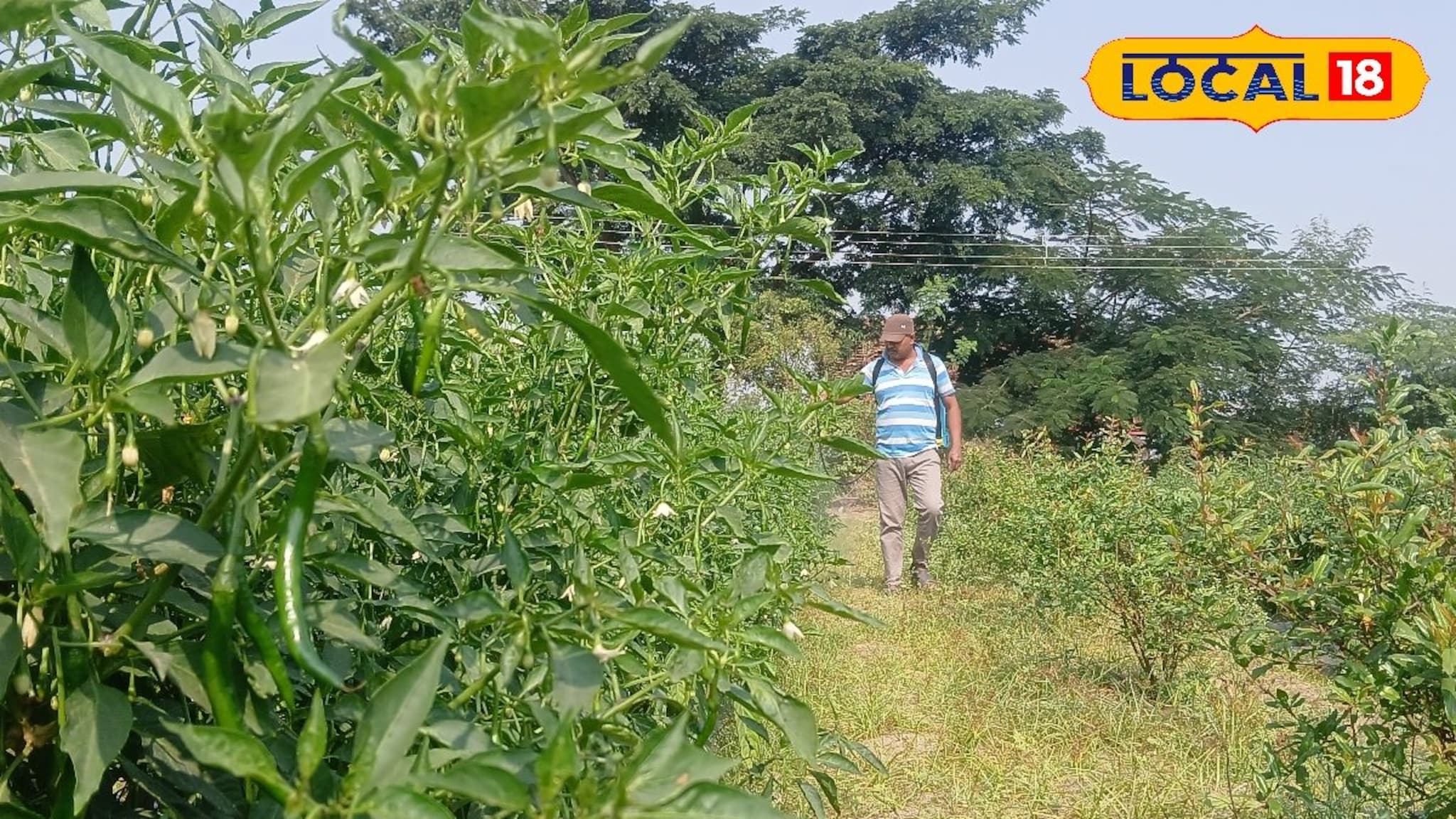 शेतकऱ्यानं लावलं डोकं, डाळिंबाच्या बागेत घेतलं आंतरपीक, उत्पन्न मिळणार लाखात