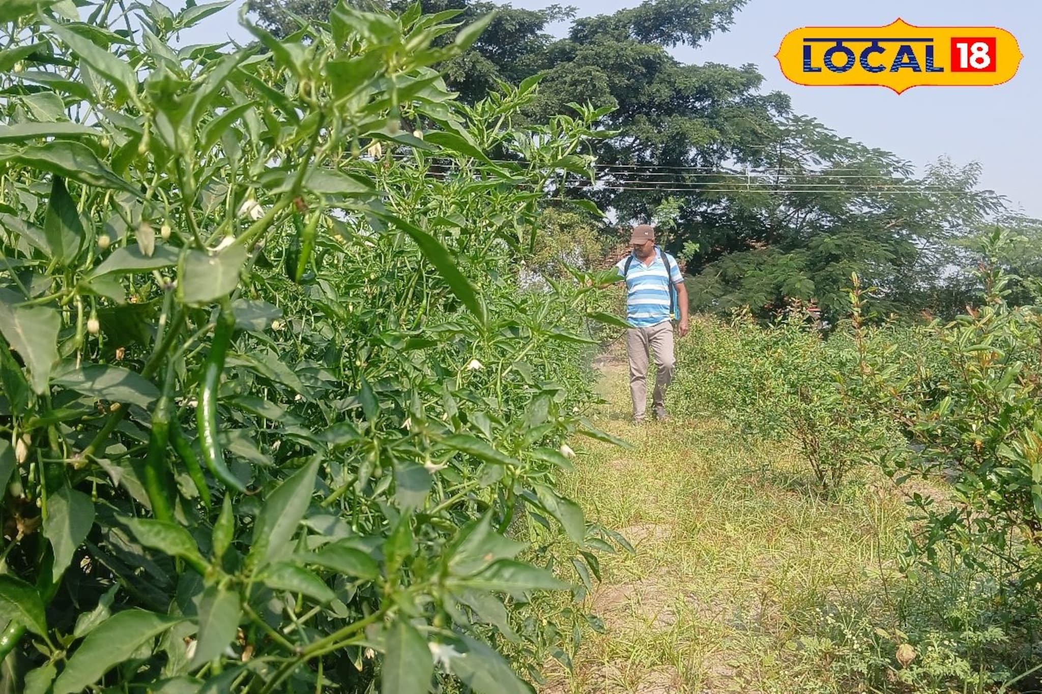 शेतकऱ्यानं लावलं डोकं, डाळिंबाच्या बागेत घेतलं आंतरपीक, उत्पन्न मिळणार लाखात शेतकऱ्यानं लावलं डोकं, डाळिंबाच्या बागेत घेतलं आंतरपीक, उत्पन्न मिळणार लाखात