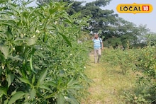 Success Story : शेतकऱ्यानं लावलं डोकं, डाळिंबाच्या बागेत घेतलं मिरचीचं आंतरपीक, उत्पन्न मिळणार लाखात