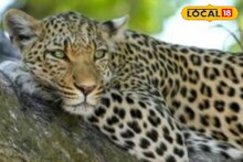 बिबट्यासाठी 1 कोटी शेळ्या जर जंगलात सोडल्या तर..., प्राणीप्रेमींनी सांगितलं पुढचा भयानक परिणाम