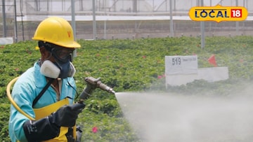 ऑरगॅनिक