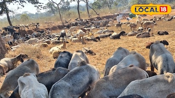 मेंढ्यांना