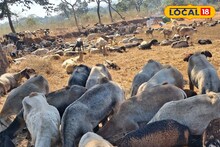 पिंट्या, बब्लू, राणी..., धनगर राजू आवाज देताच हजारो मेंढ्यातून लगेच येतात बाहेर, VIDEO