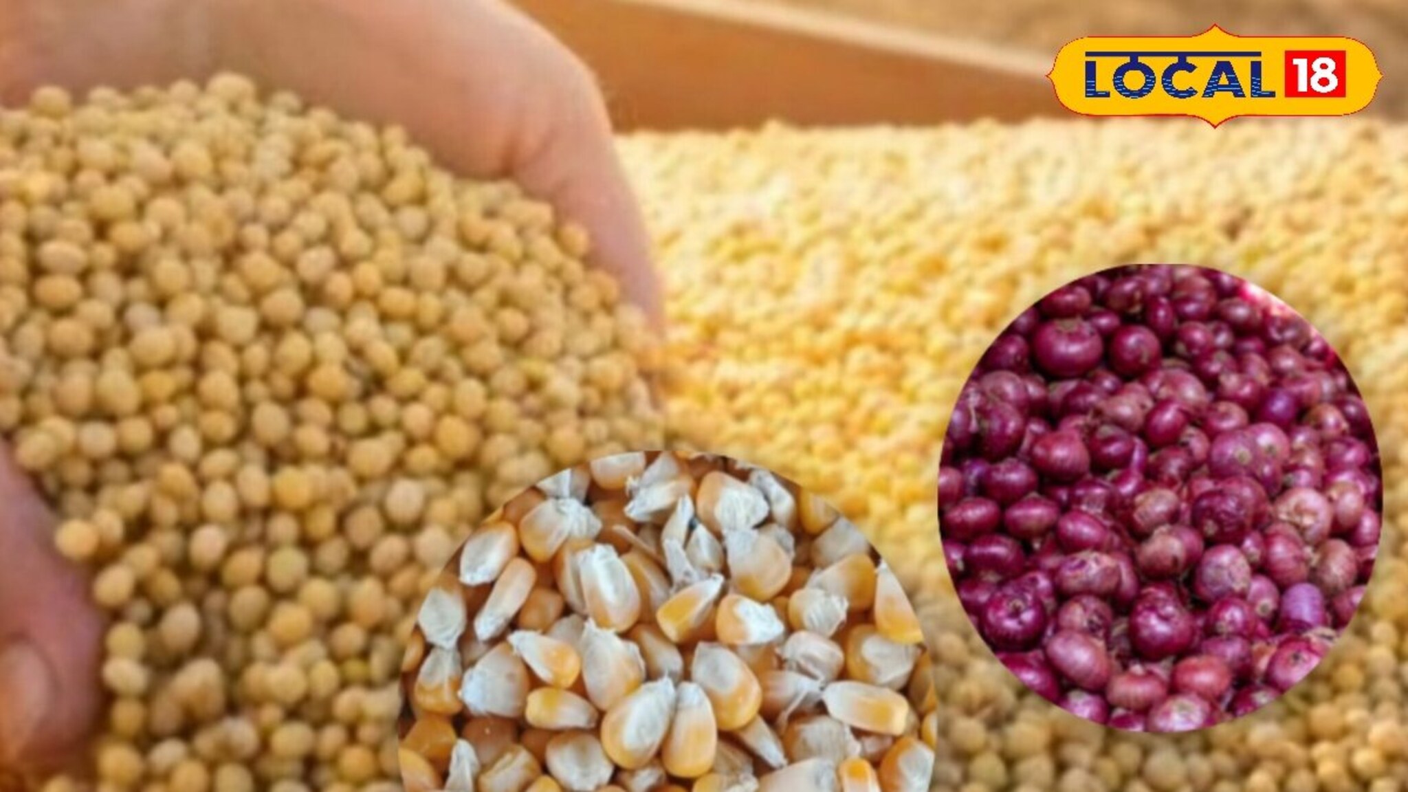 मक्याच्या दरात घसरण, सोयाबीनचे दर स्थिर, कांद्याला किती मिळाला भाव? Video