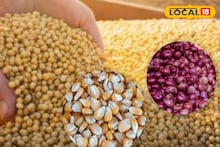 मक्याच्या दरात घसरण, सोयाबीनचे दर स्थिर, कांद्याला किती मिळाला भाव? Video