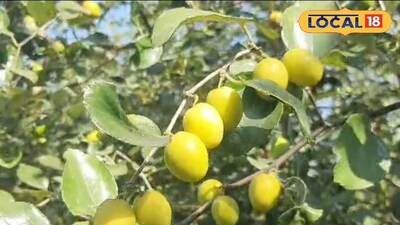 पाच वर्षांपूर्वी केली चेकनेट बोरची लागवड, खर्च वजा करून उत्पन्न मिळाला लाखात 