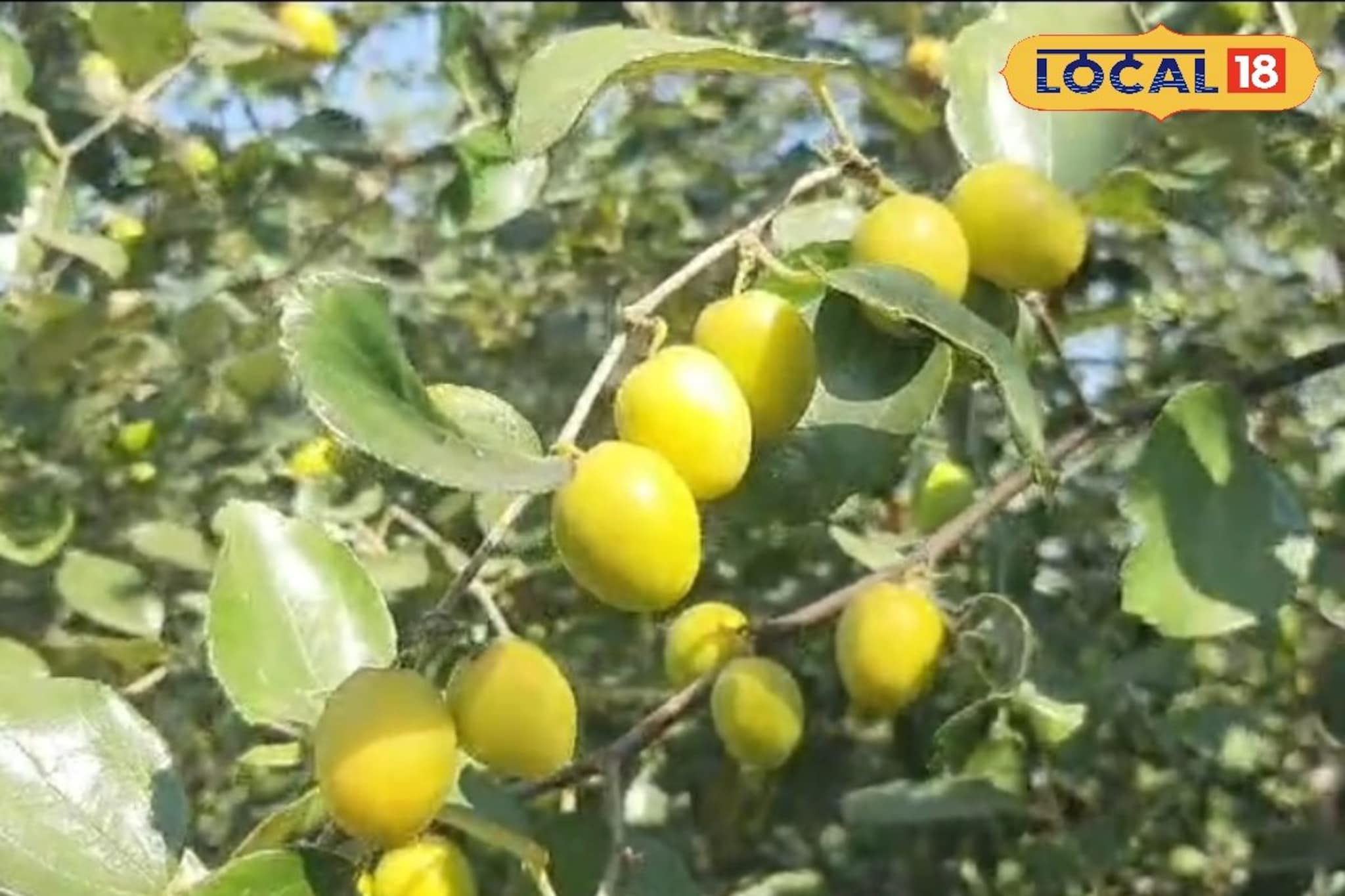 शेतकऱ्यानं लावलं डोकं, केली चेकनेट बोरांची शेती, 7 लाखांचा मिळाला नफा