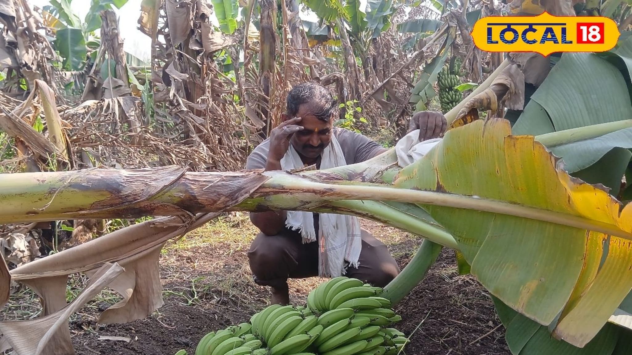 केळी दरात मोठी घसरण, खर्च निघणे झालं अवघड, शेतकऱ्याचे 4 लाखांचे नुकसान