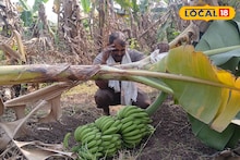 Banana Price : केळी दरात मोठी घसरण, खर्च निघणे झालं अवघड, शेतकऱ्याचे 4 लाखांचे नुकसान