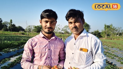 फुलंब्रीतील बलांडे भावंडांचा स्ट्रॉबेरी लागवडीचा प्रयोग यशस्वी; 3 महिन्यांत 10