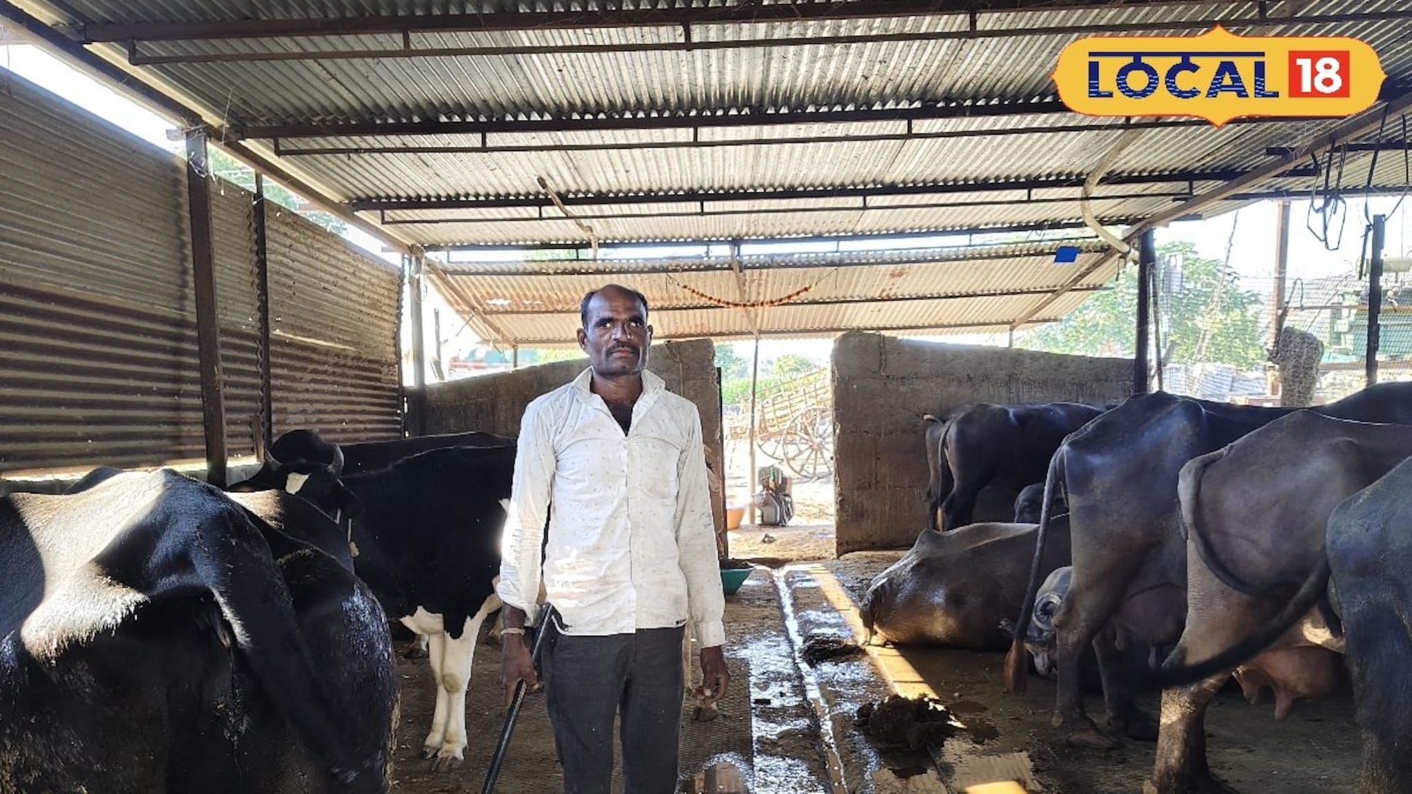 शेतीला जोडधंदा म्हणून दूध व्यवसाय,महिन्याला दीड लाख उलाढाल,सांगितला यशाचा मंत्र