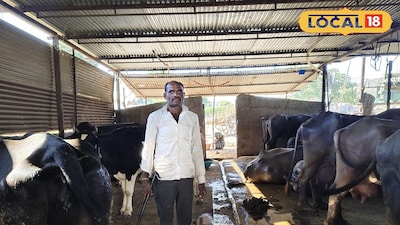 वडिलोपार्जित म्हैस पालनाला दुग्धव्यवसायाची जोड; फुलंब्रीच्या साहेबराव वाघ यांची