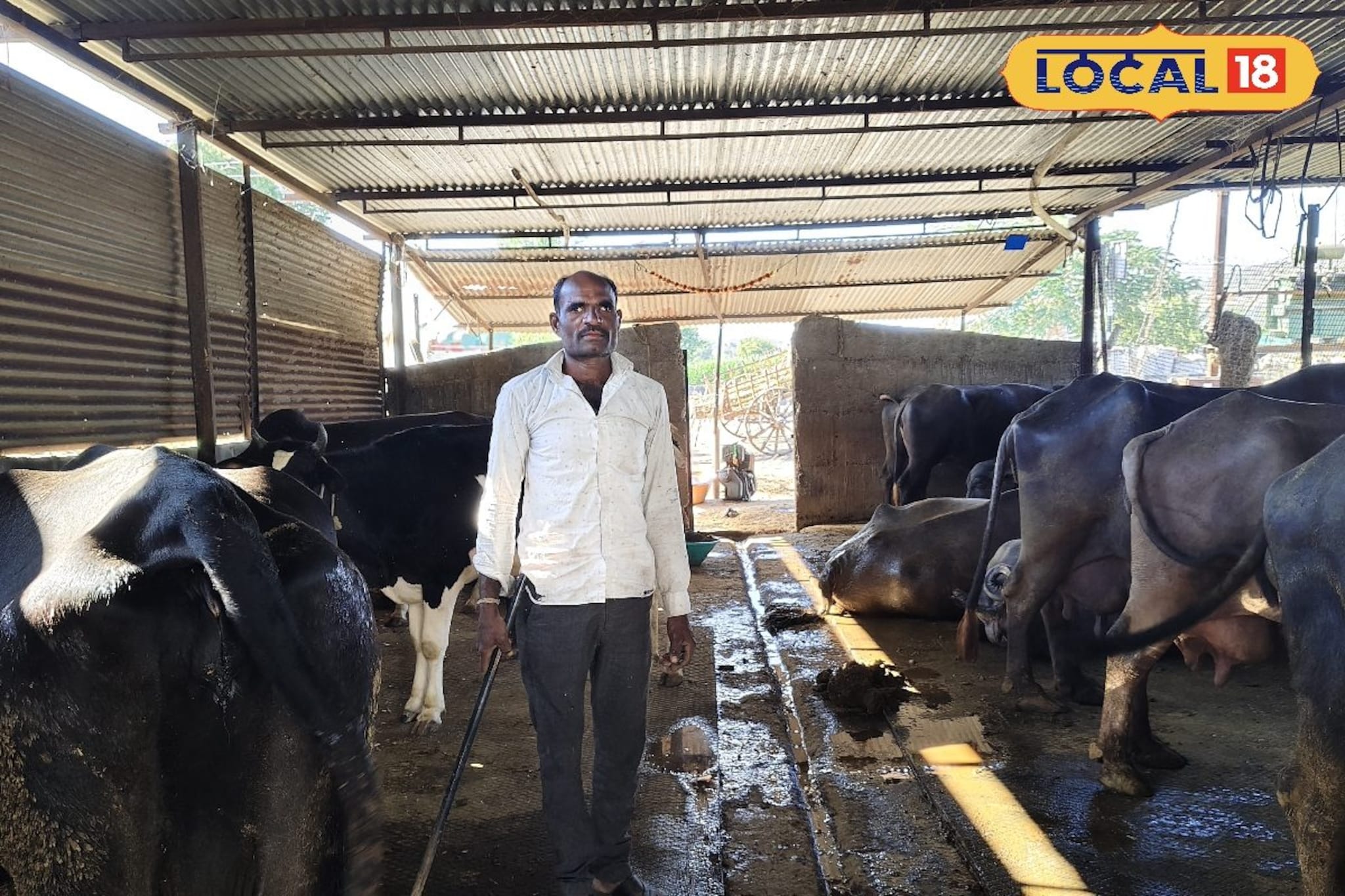 शेतीला जोडधंदा म्हणून दूध व्यवसाय,महिन्याला दीड लाख उलाढाल,सांगितला यशाचा मंत्र