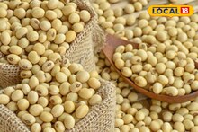 सोयाबीनच्या दरात पुन्हा घसरण; कांदा आणि मक्याला किती मिळाला दर? इथं चेक करा