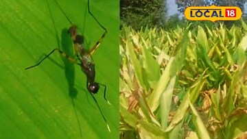 हळदीवरील