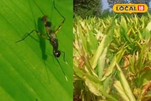 हळदीवर कंद माशीचा प्रादुर्भाव? असं करा नियंत्रण, तज्ज्ञांचा महत्त्वाचा सल्ला