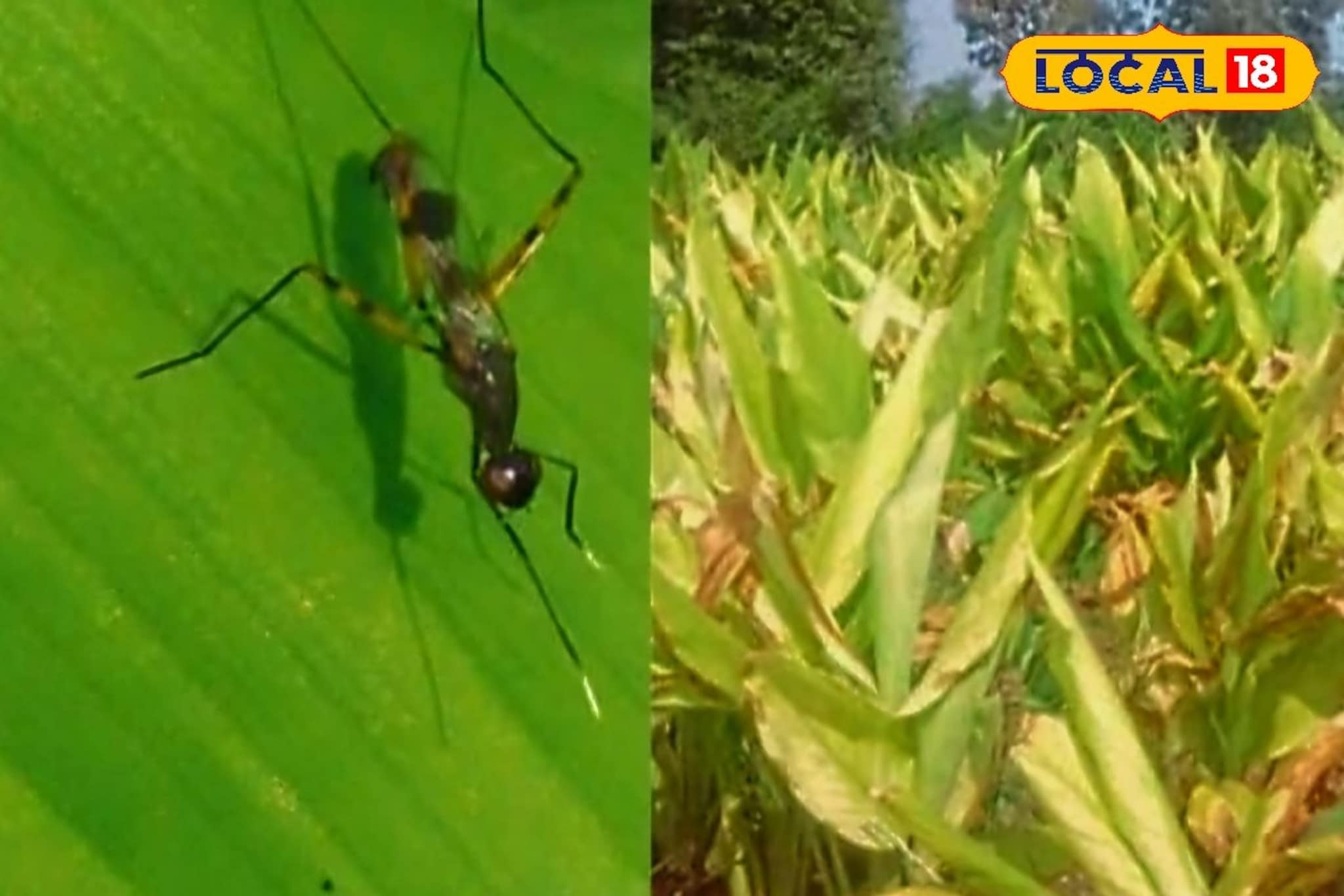 हळदीवर कंद माशीचा प्रादुर्भाव? असं करा नियंत्रण, तज्ज्ञांचा महत्त्वाचा सल्ला