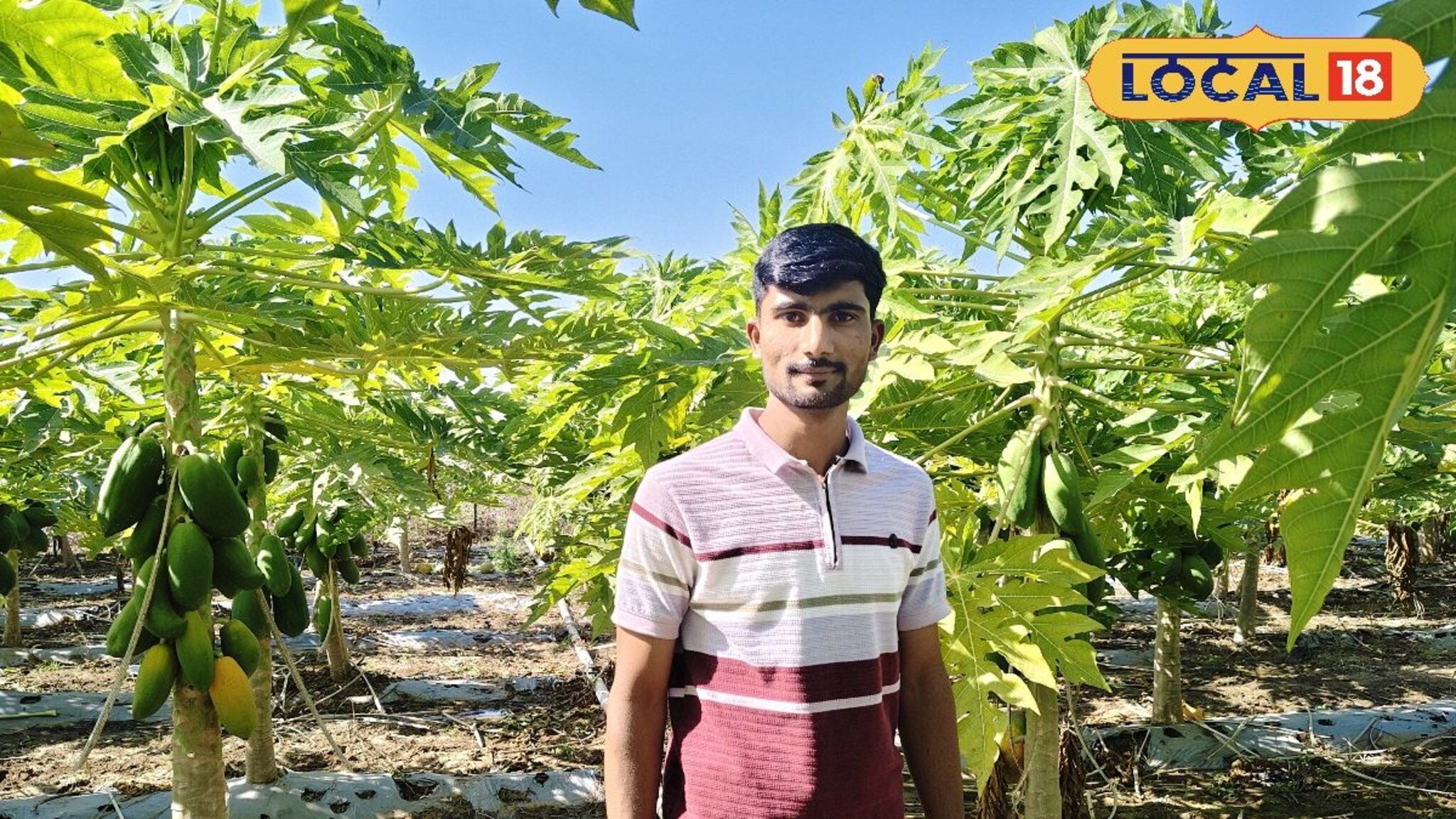 नोकरीपेक्षा शेती निवडली, पपई शेतीतून उच्चशिक्षित तरुणाची महिन्याला 4 लाखांची कमाई