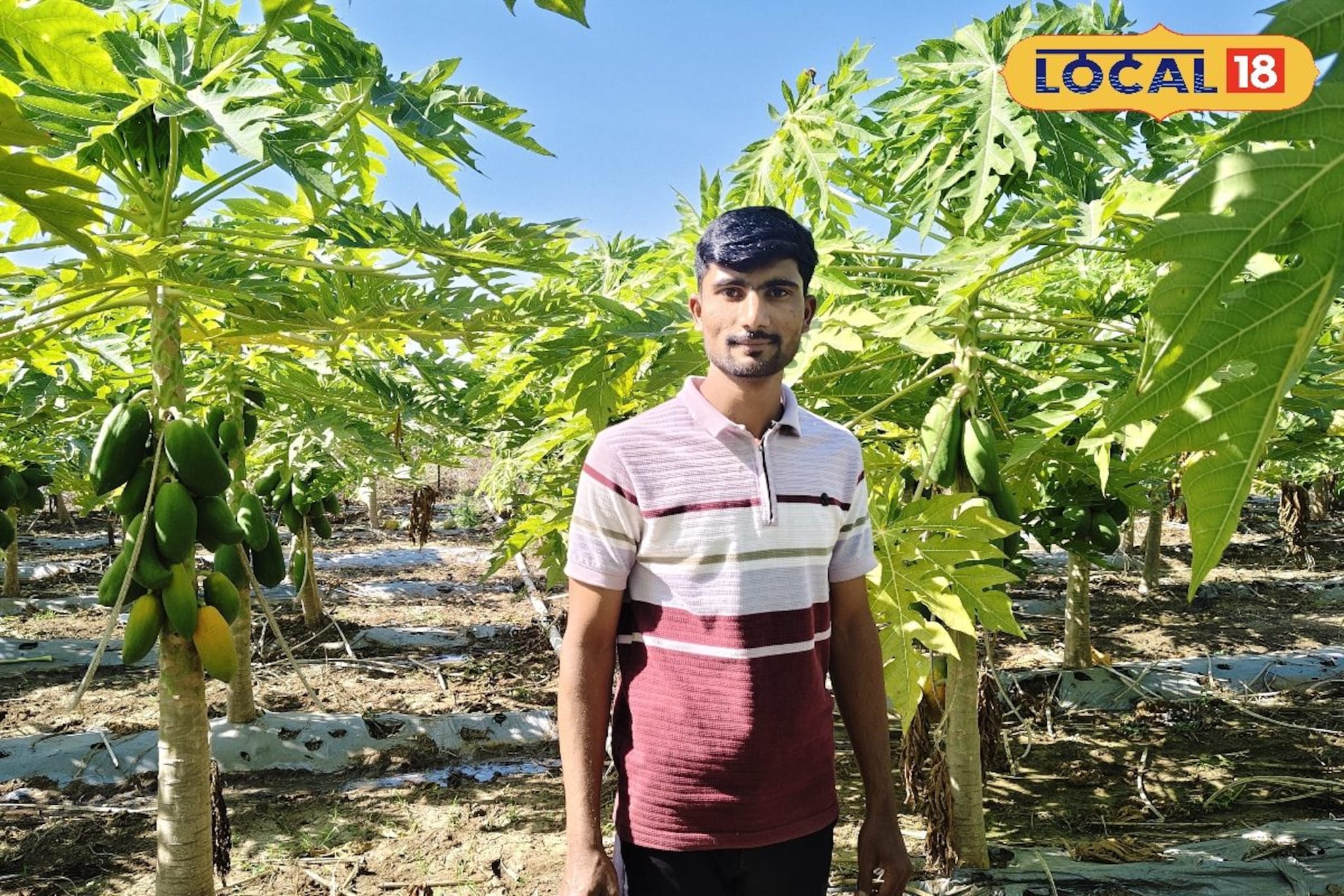 नोकरीपेक्षा शेती निवडली, पपई शेतीतून उच्चशिक्षित तरुणाची महिन्याला 4लाखांची कमाई