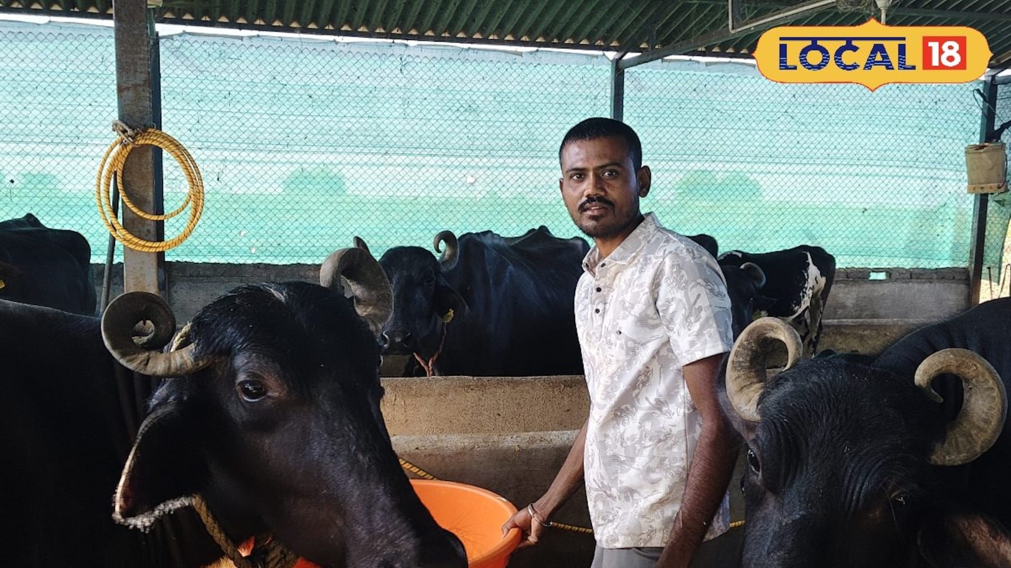 16 मुरा म्हशींमधून महिन्याला लाखोंची निव्वळ कमाई, कल्याण मोरे यांची यशोगाथा