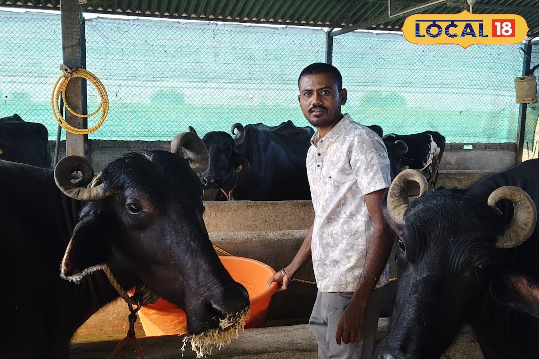 16 मुरा म्हशींमधून महिन्याला लाखोंची निव्वळ कमाई, कल्याण मोरे यांची यशोगाथा 16 मुरा म्हशींमधून महिन्याला लाखोंची निव्वळ कमाई, कल्याण मोरे यांची यशोगाथा