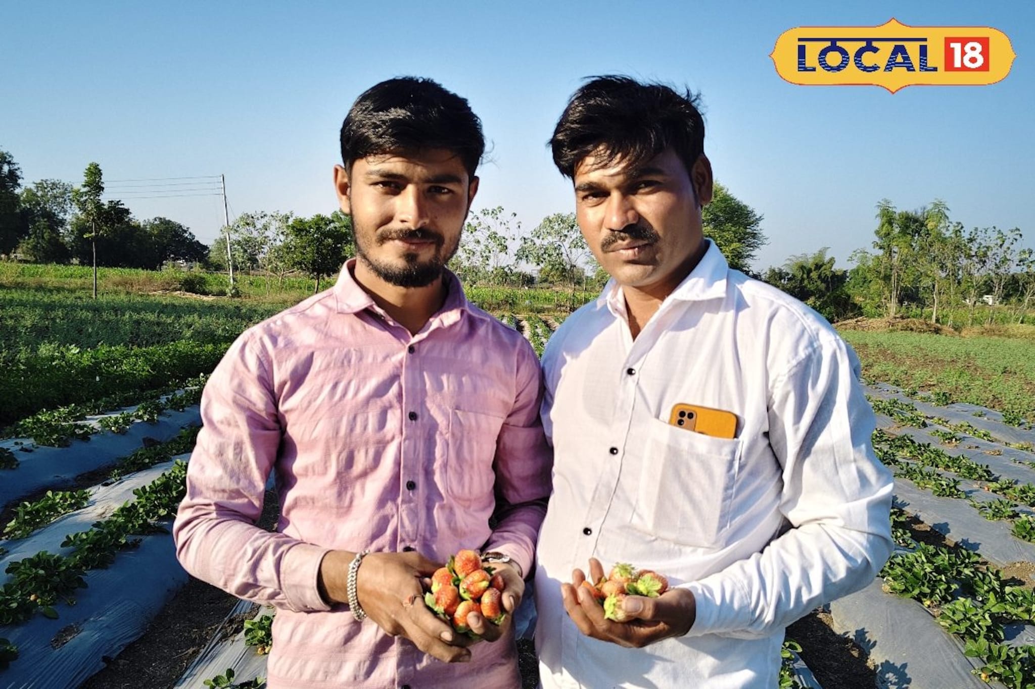 बलांडे ब्रदर्सचा स्ट्रॉबेरी लागवडीचा प्रयोग यशस्वी, 3 महिन्यांत 10 गुंठ्यातून ला