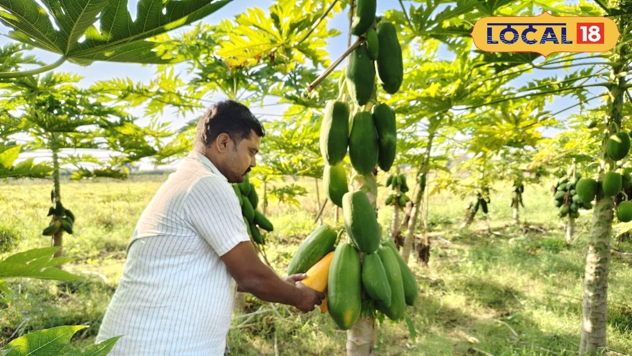Success Story: अर्धा एकरमध्ये 350 झाडांची लागवड, शेतकऱ्याचा पपईचा प्रयोग यशस्वी; 3 लाखांची कमाई, पाहा Photos