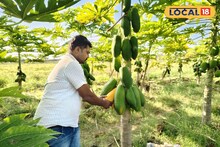 Success Story: अर्धा एकरमध्ये 350 झाडांची लागवड, शेतकऱ्याचा पपईचा प्रयोग यशस्वी; 3 लाखांची कमाई, पाहा Photos