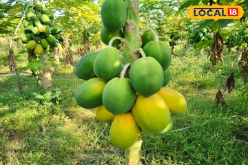 अर्धा एकरमध्ये 350 झाडांची लागवड, शेतकऱ्याचा पपईचा प्रयोग यशस्वी; 3 लाखांची कमाई