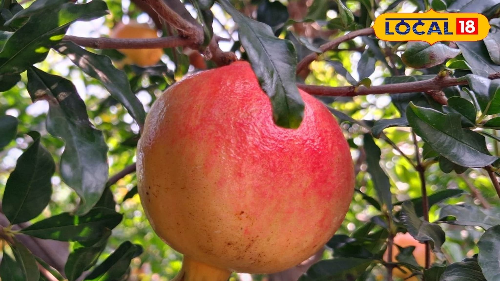 Krushi Market Rate: डाळिंब उत्पादक शेतकरी मालामाल, प्रति क्विंटल भाव आता इतका!