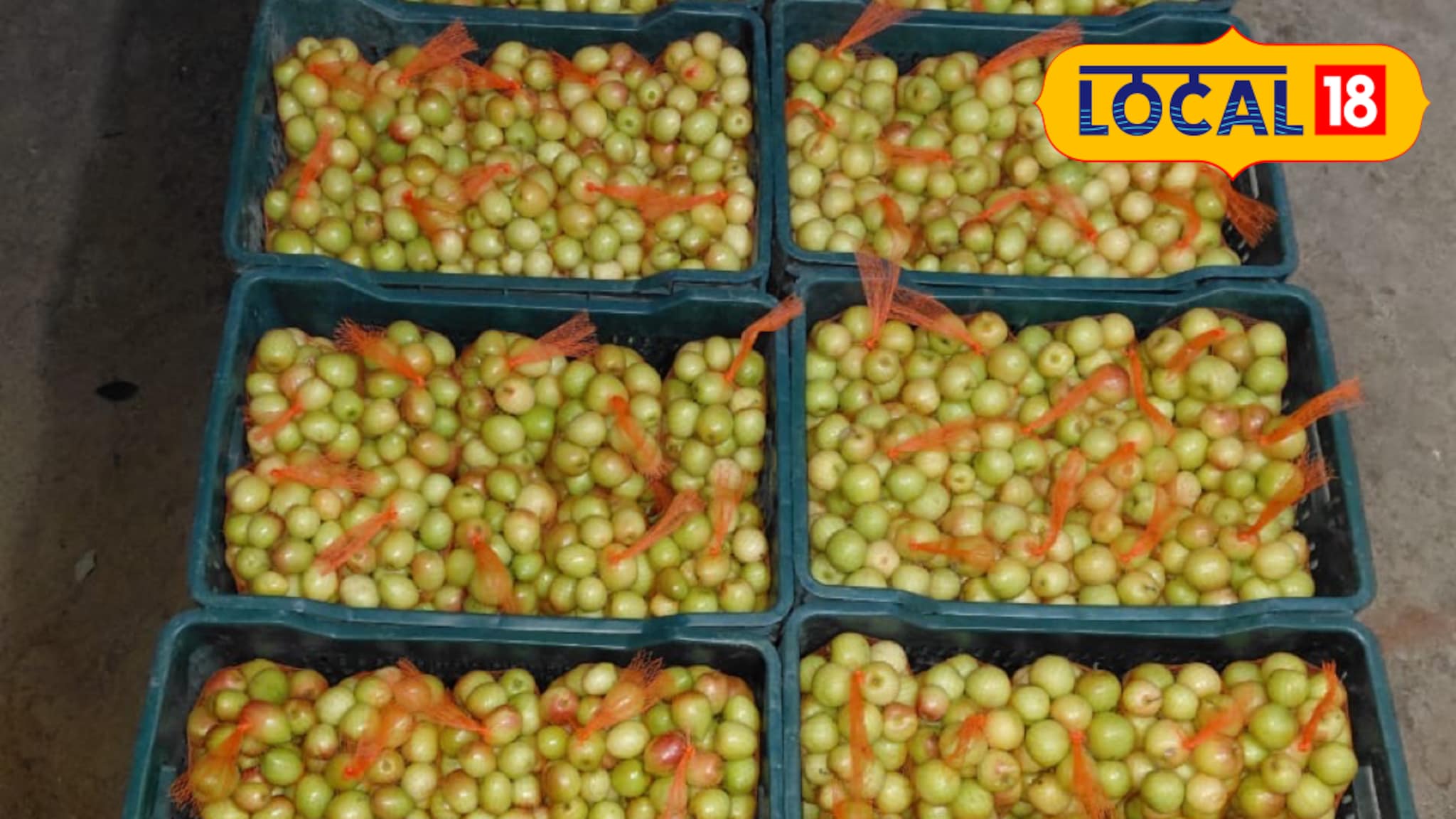 द्राक्ष शेती तोट्यात, शेतकऱ्यानं घेतला ॲपल बोर शेतीचा निर्णय, वर्षाला लाखात कमाई