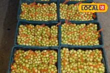 Success Story : द्राक्ष शेती तोट्यात, शेतकऱ्यानं घेतला ॲपल बोर शेतीचा निर्णय, वर्षाला लाखात कमाई